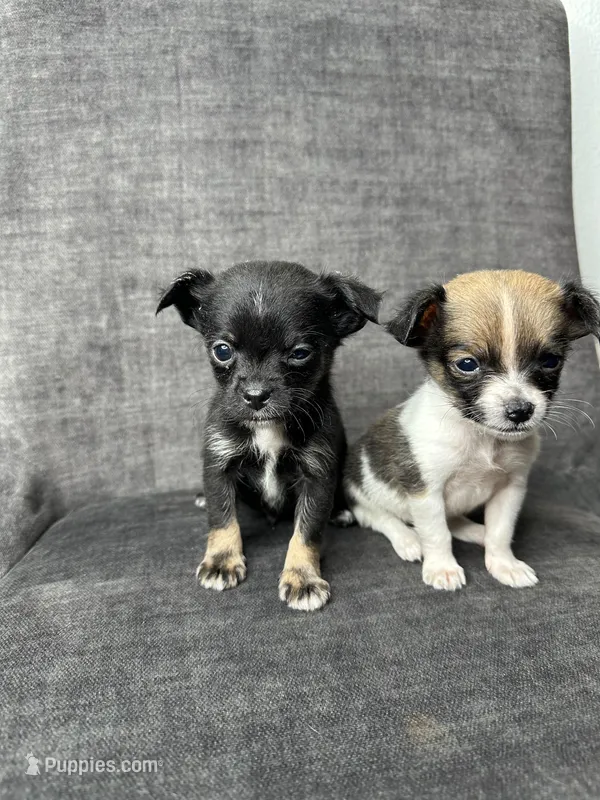 Oreo – Chihuahua puppy for sale in Snohomish, WA