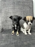 Oreo, a male Chihuahua for sale in Snohomish, WA – 1 of 1