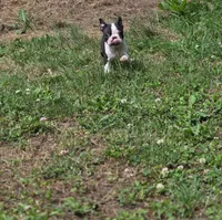 Tete, a female Boston Terrier for sale in Snohomish, WA – 2 of 6