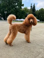 coco, a male Poodle - Standard  for sale in Snohomish, WA – 3 of 4