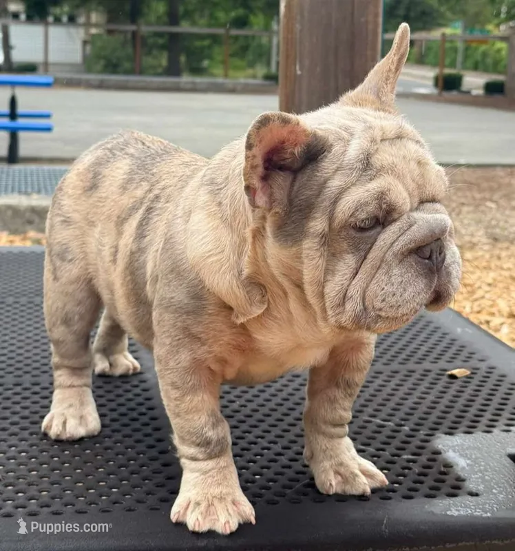 Chula – French Bulldog puppy for sale in Snohomish, WA