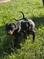 Bella, a female Doberman Pinscher for sale in Snohomish, WA – 3 of 3