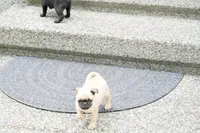 Pedro, a male Pug for sale in Snohomish, WA – 5 of 7