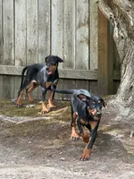 Diana, a female Doberman Pinscher for sale in Snohomish, WA – 3 of 5