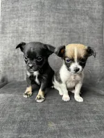 Kaysa, a female Chihuahua for sale in Snohomish, WA – 1 of 1