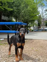 Diana, a female Doberman Pinscher for sale in Snohomish, WA – 5 of 5