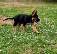 Remo, a male German Shepherd Dog for sale in Snohomish, WA – 2 of 6
