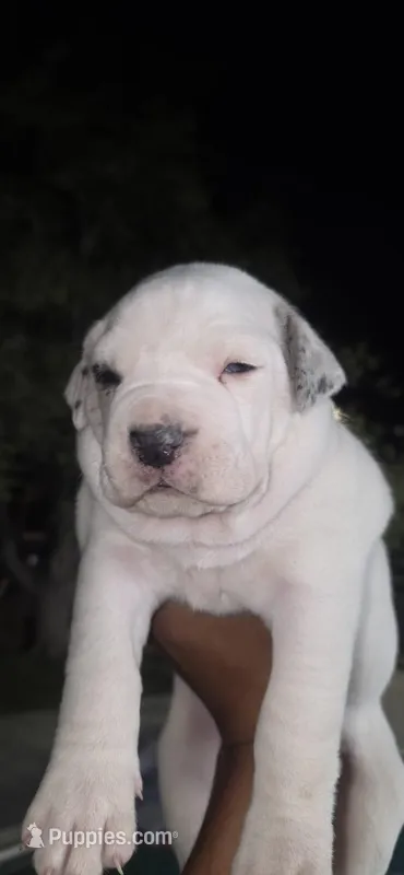 Nena – American Bully puppy for sale in Snohomish, WA