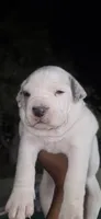 Nena, a female American Bully for sale in Snohomish, WA – Photo 1 of 2