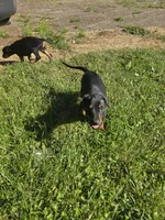 Princesa , a female Doberman Pinscher for sale in Snohomish, WA – 2 of 2