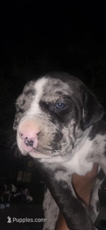 Niña – American Bully puppy for sale in Snohomish, WA