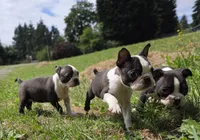 Toto, a male Boston Terrier for sale in Snohomish, WA – 3 of 4