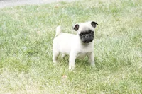 Paul, a male Pug for sale in Snohomish, WA – 2 of 7