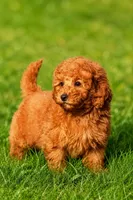 coco, a male Poodle - Standard  for sale in Snohomish, WA – 2 of 4