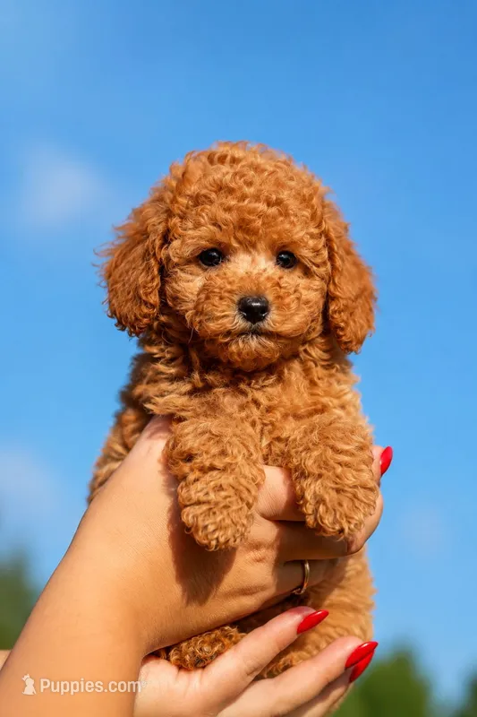 coco – Poodle - Standard  puppy for sale in Snohomish, WA