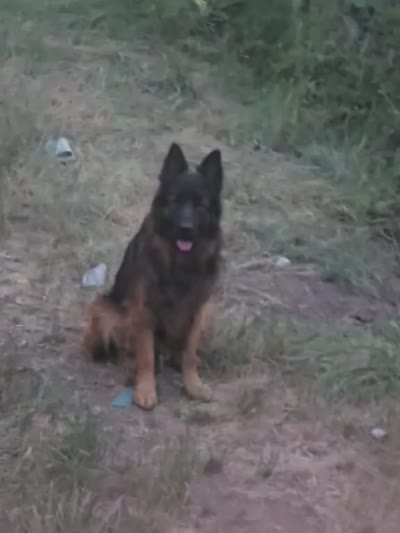 Romulo, a male German Shepherd Dog for sale in Snohomish, WA – 5 of 6