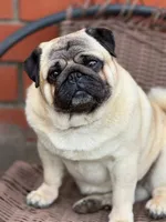 Paul, a male Pug for sale in Snohomish, WA – 7 of 7