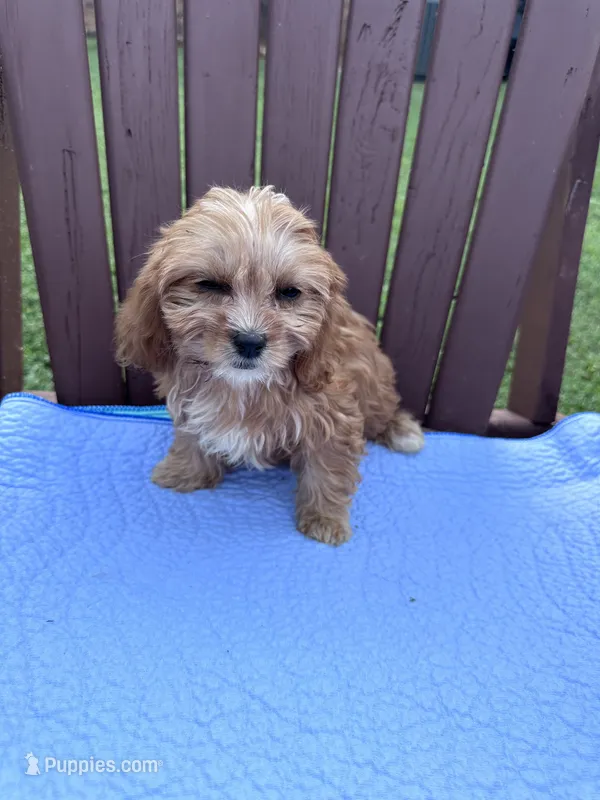 Dolly – Cavapoo puppy for sale in Franklin, TN
