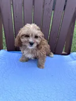 Dolly, a female Cavapoo for sale in Franklin, TN – 1 of 1