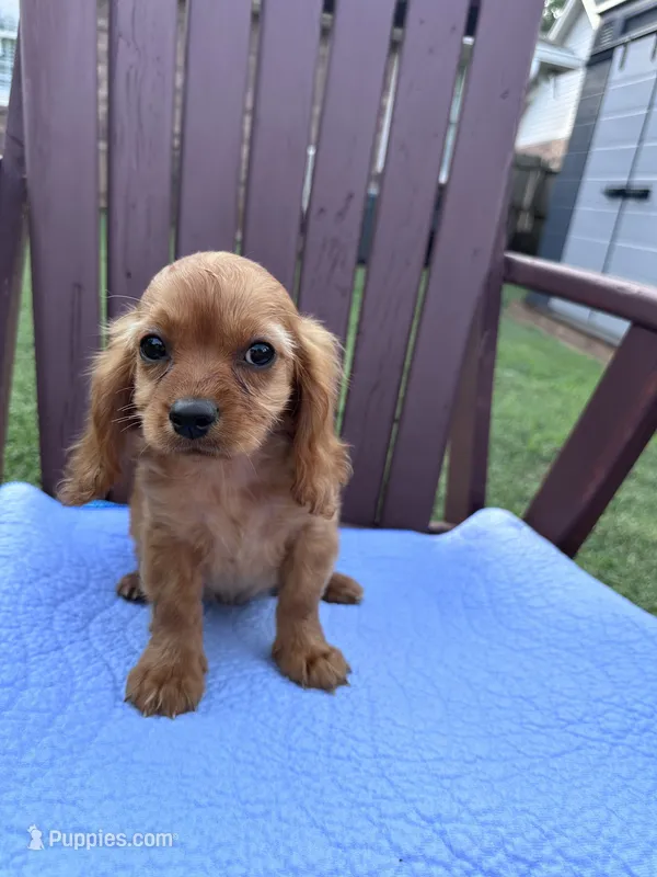 Slinky – Cavapoo puppy for sale in Franklin, TN