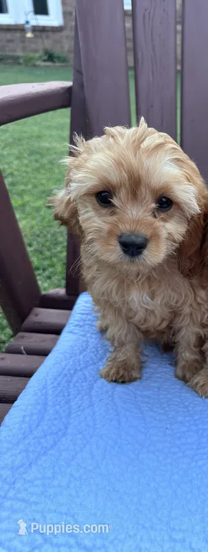 Bo peep – Cavapoo puppy for sale in Franklin, TN