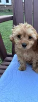 Bo peep, a female Cavapoo for sale in Franklin, TN – 1 of 1