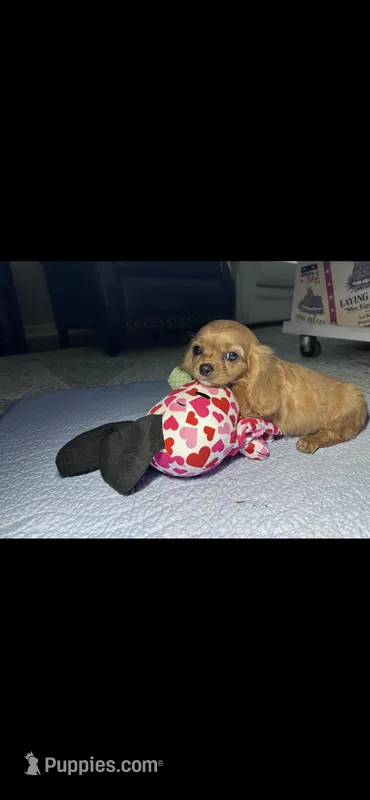 Buzz – Cavapoo puppy for sale in Franklin, TN