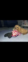 Buzz, a male Cavapoo for sale in Franklin, TN – 1 of 1