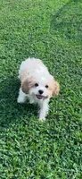 Woody, a male Cavapoo for sale in Franklin, TN – 3 of 3