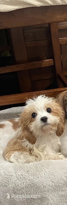 Woody – Cavapoo puppy for sale in Franklin, TN