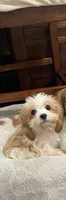 Woody, a male Cavapoo for sale in Franklin, TN – 1 of 3