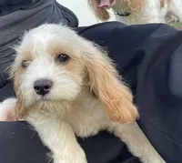 Woody, a male Cavapoo for sale in Franklin, TN – 2 of 3