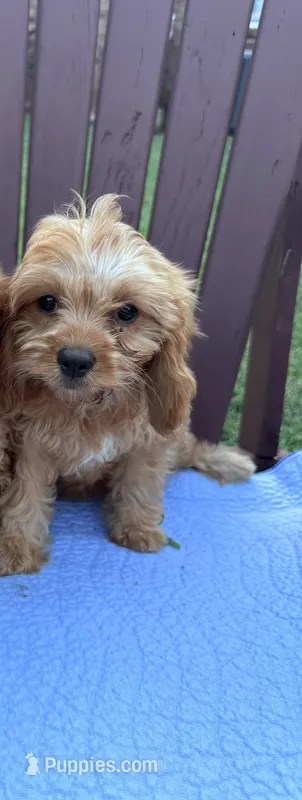 Jesse – Cavapoo puppy for sale in Franklin, TN