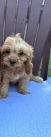 Jesse, a female Cavapoo for sale in Franklin, TN – 1 of 1