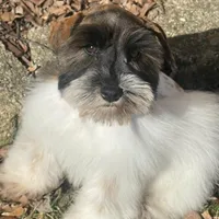 Austin, a male Miniature Schnauzer for sale in Milwaukee, WI – Photo 1 of 7