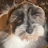 Austin, a male Miniature Schnauzer for sale in Milwaukee, WI – Photo 5 of 7