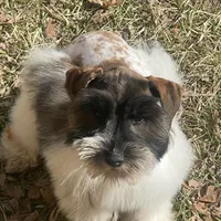 Austin, a male Miniature Schnauzer for sale in Milwaukee, WI – Photo 4 of 7