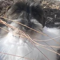Austin, a male Miniature Schnauzer for sale in Milwaukee, WI – Photo 2 of 7