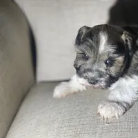 Austin, a male Miniature Schnauzer for sale in Milwaukee, WI – Photo 6 of 7