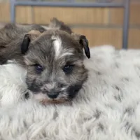 Austin, a male Miniature Schnauzer for sale in Milwaukee, WI – Photo 7 of 7