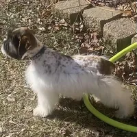 Austin, a male Miniature Schnauzer for sale in Milwaukee, WI – Photo 3 of 7