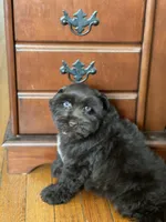 Lacy, a female Miniature Schnauzer for sale in Milwaukee, WI – Photo 6 of 7