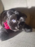 Lacy, a female Miniature Schnauzer for sale in Milwaukee, WI – Photo 5 of 7