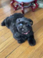 Lacy, a female Miniature Schnauzer for sale in Milwaukee, WI – Photo 2 of 7