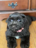 Lacy, a female Miniature Schnauzer for sale in Milwaukee, WI – Photo 1 of 7