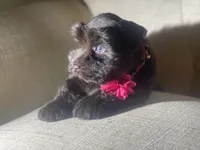 Lacy, a female Miniature Schnauzer for sale in Milwaukee, WI – Photo 4 of 7