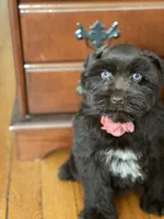 Lacy, a female Miniature Schnauzer for sale in Milwaukee, WI – Photo 7 of 7