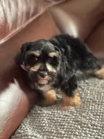 Blaze, a male Miniature Schnauzer for sale in Milwaukee, WI – Photo 4 of 9