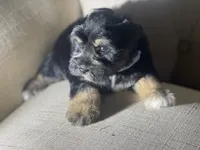 Blaze, a male Miniature Schnauzer for sale in Milwaukee, WI – Photo 7 of 9