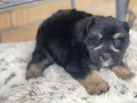 Blaze, a male Miniature Schnauzer for sale in Milwaukee, WI – Photo 6 of 9